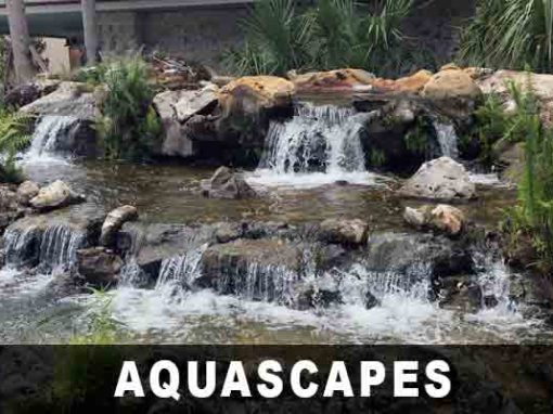 Aquascapes